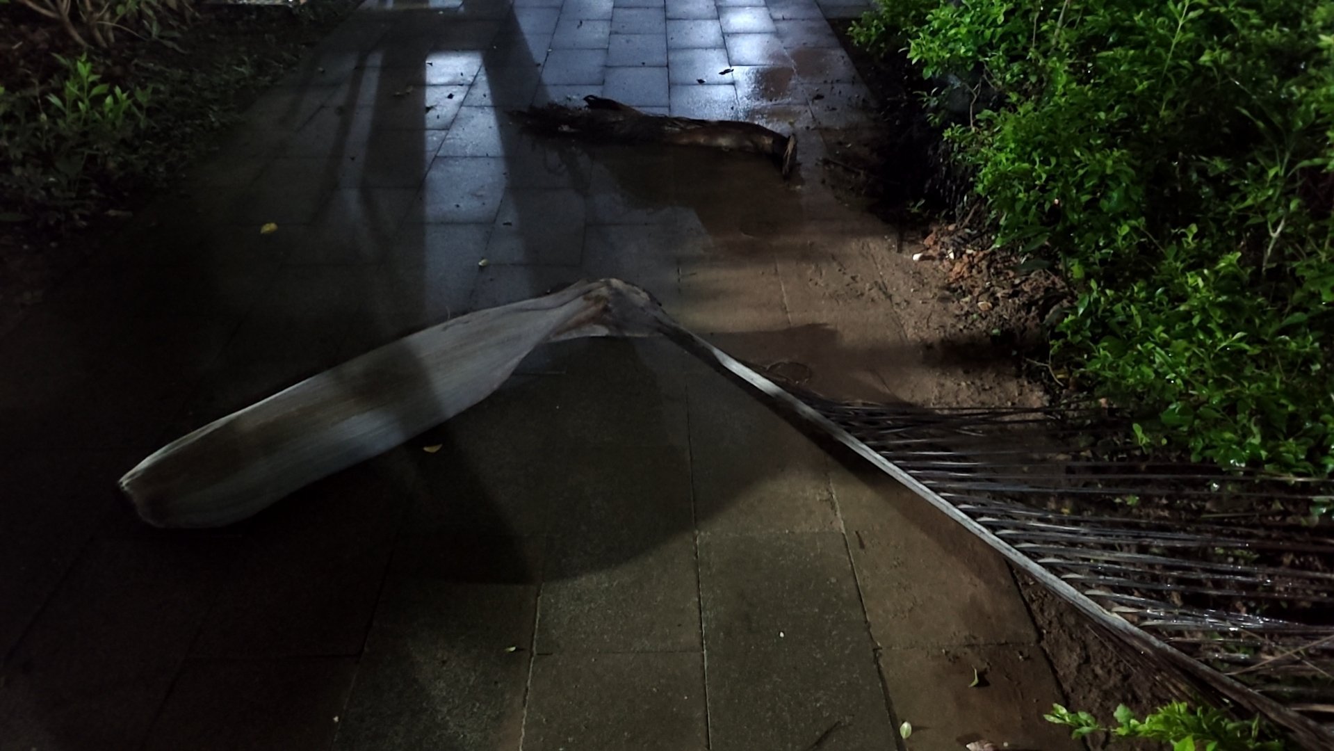 下了一天的雨终于停了。正在小区散步，突然一片大王椰树叶砸在离我10米远的地方。而