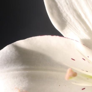 种植百合，恰似与一位优雅的贵族打交道——它需要你精准的礼遇，却也会用满室幽香回报