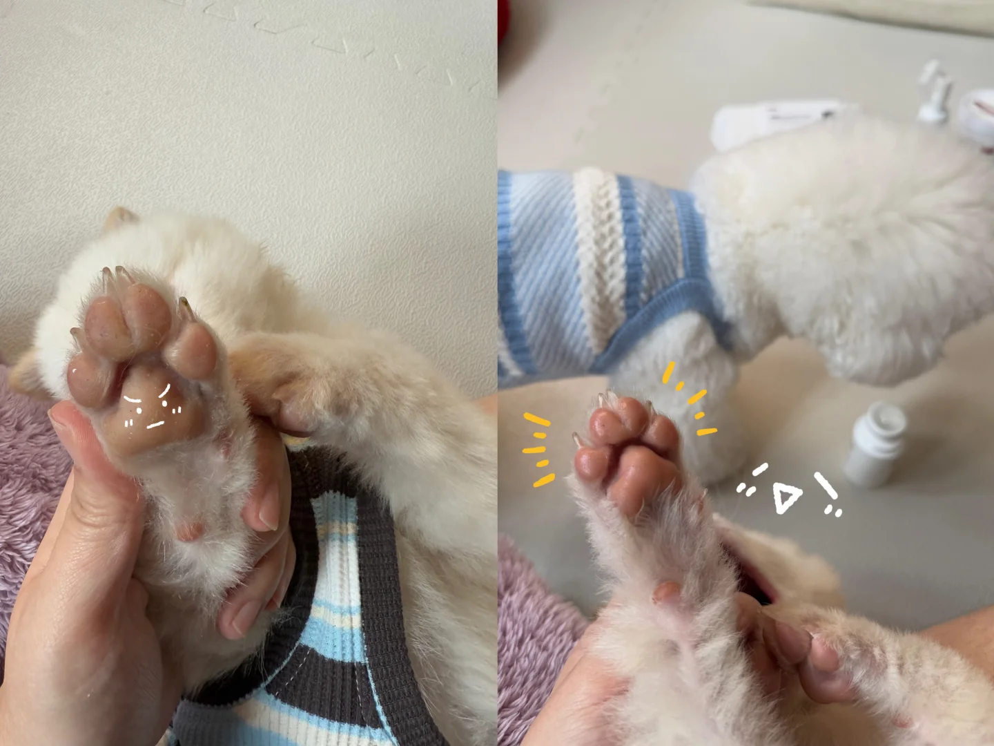 如何得到粉扑扑小狗爪🐾