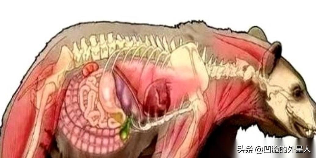 1985年，一个毒贩把三十公斤的可卡因扔进了森林。然后，一头熊，把它当自助餐给吃