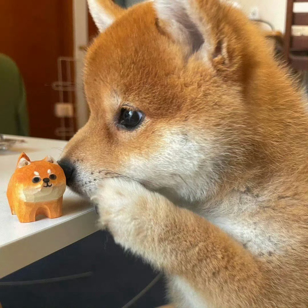 柴柴：偷偷告诉你，我也是一只柴犬…