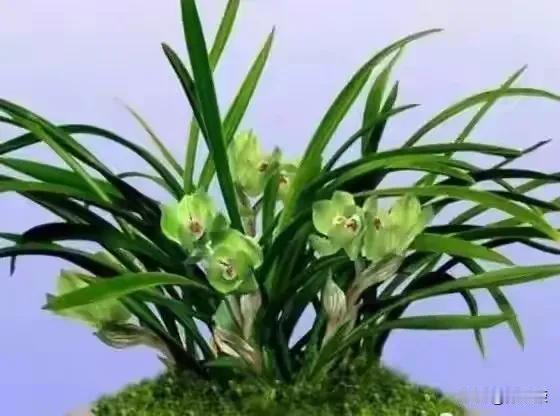 春夏秋冬花有时
梅兰竹菊韵常在[祈祷]
