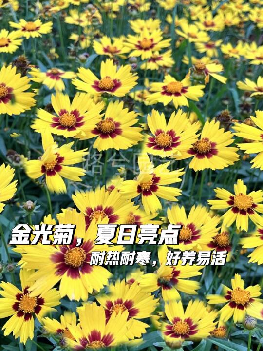 金光菊🌼耐热新手必备