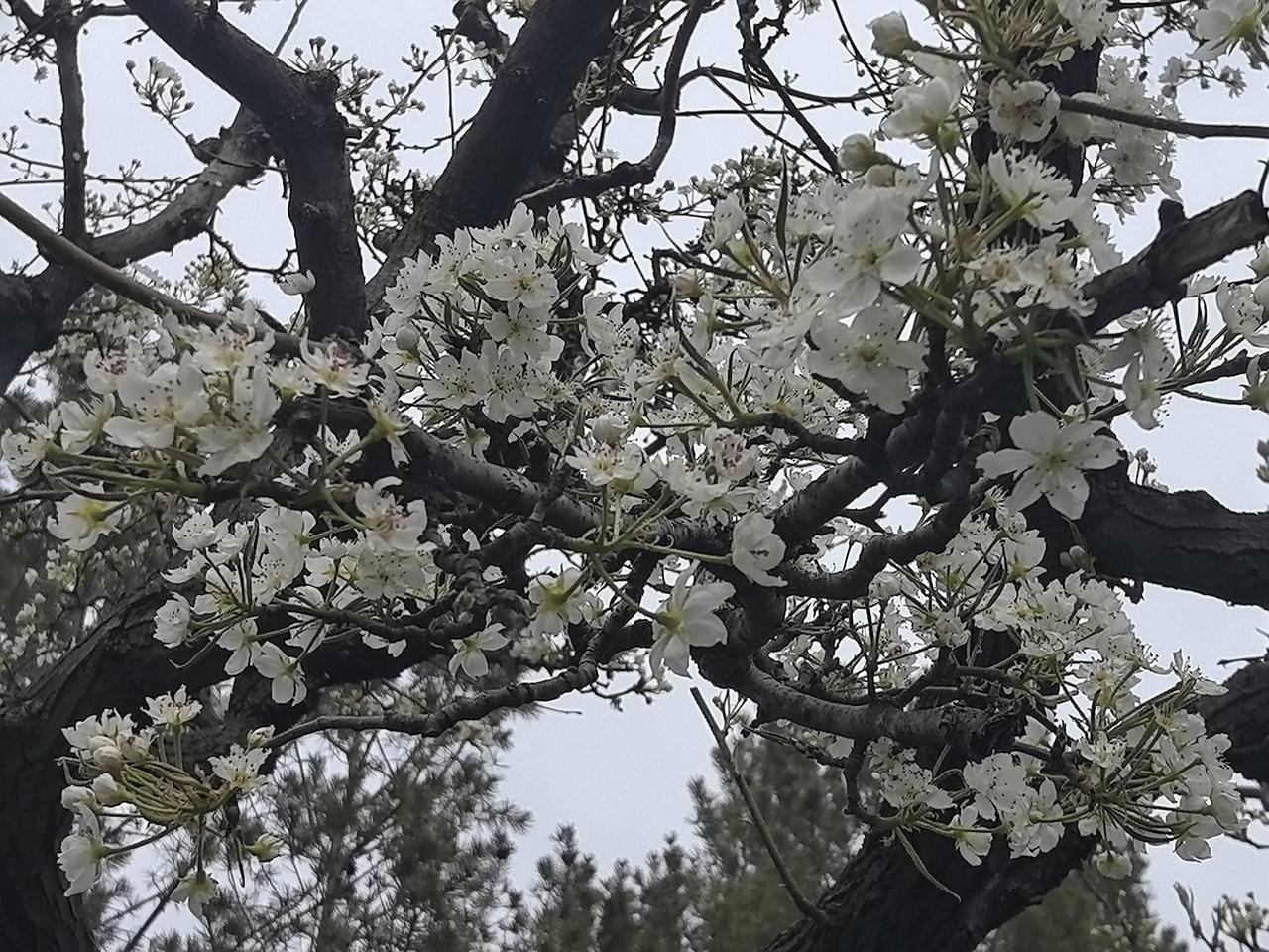 忽如一夜春风来，千树万树梨花开。
春日盛景，又见梨花开。
梨花春早 
春天开放的