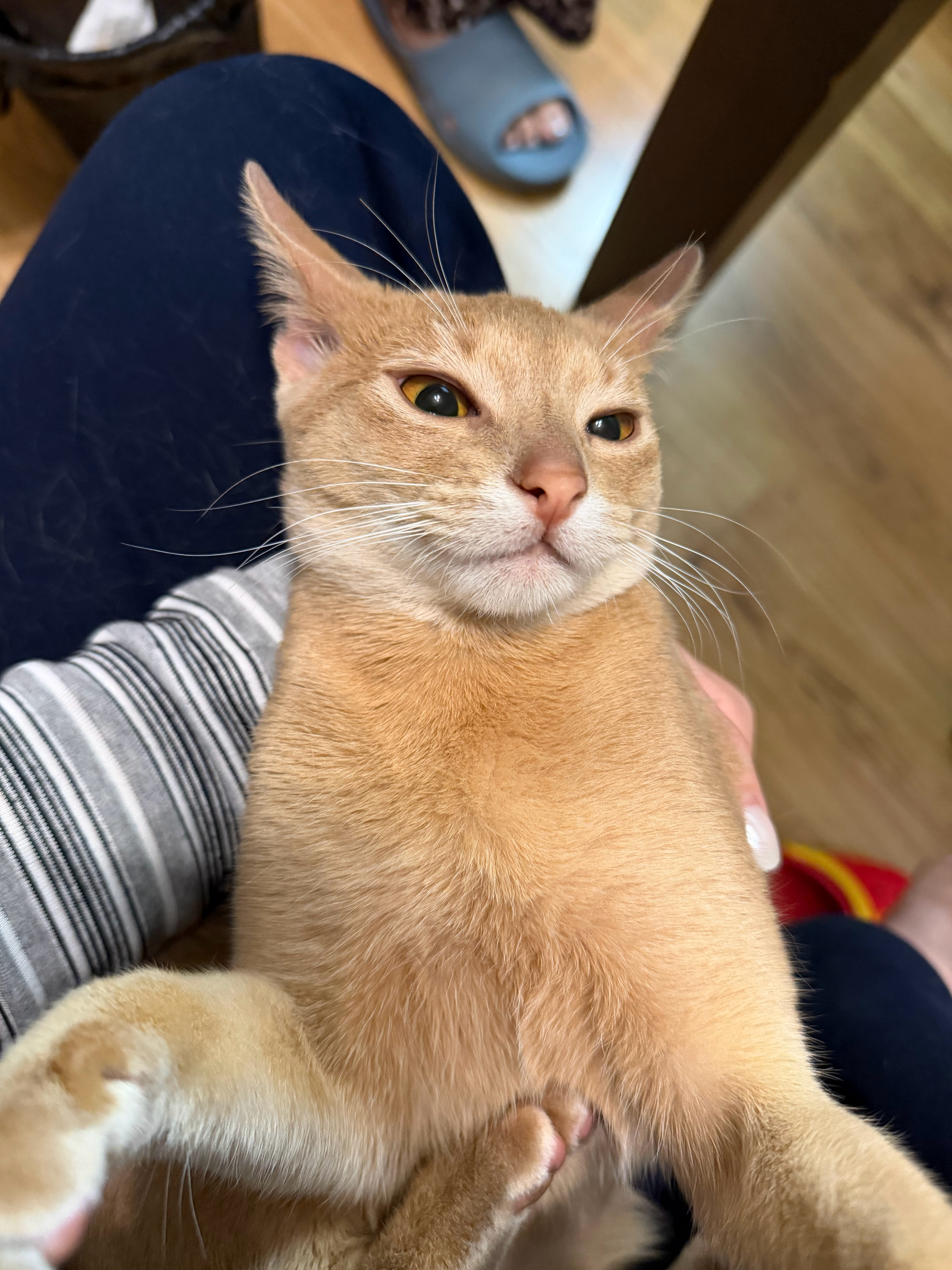 用妈妈的手机自拍哈哈哈哈哈 六斤的珍珠 