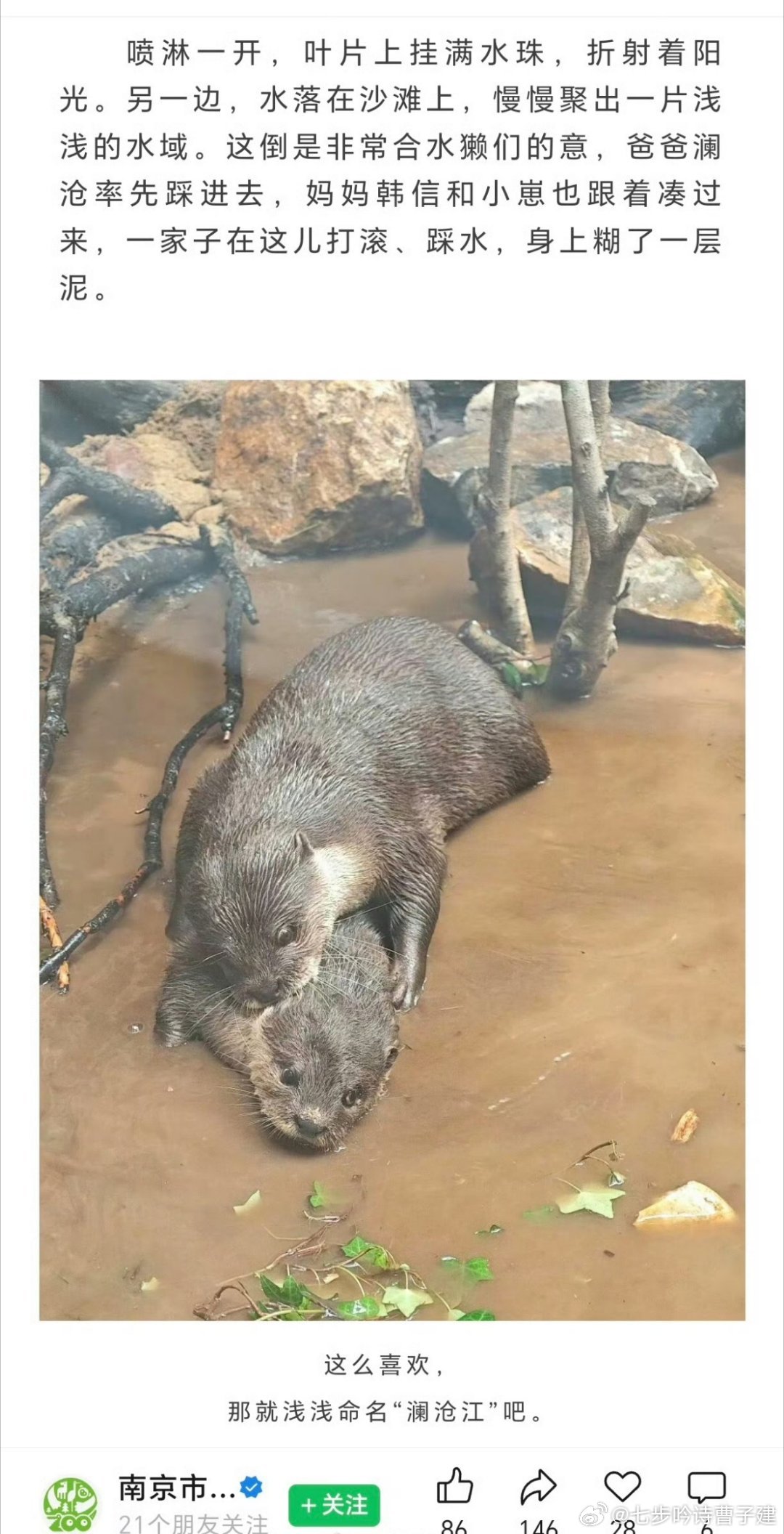 厚乳小水獭