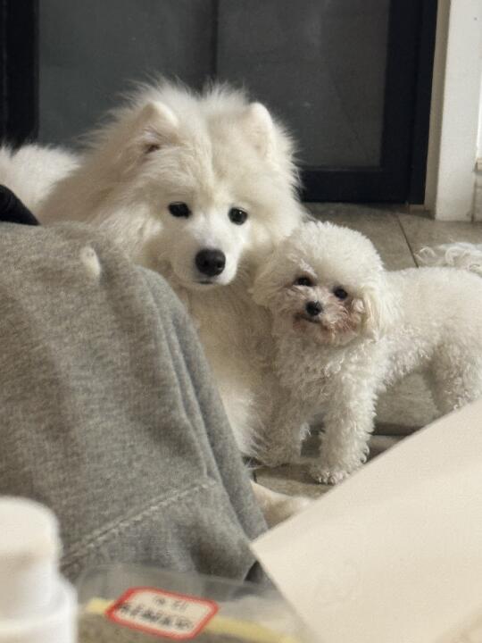 耶比组合😎