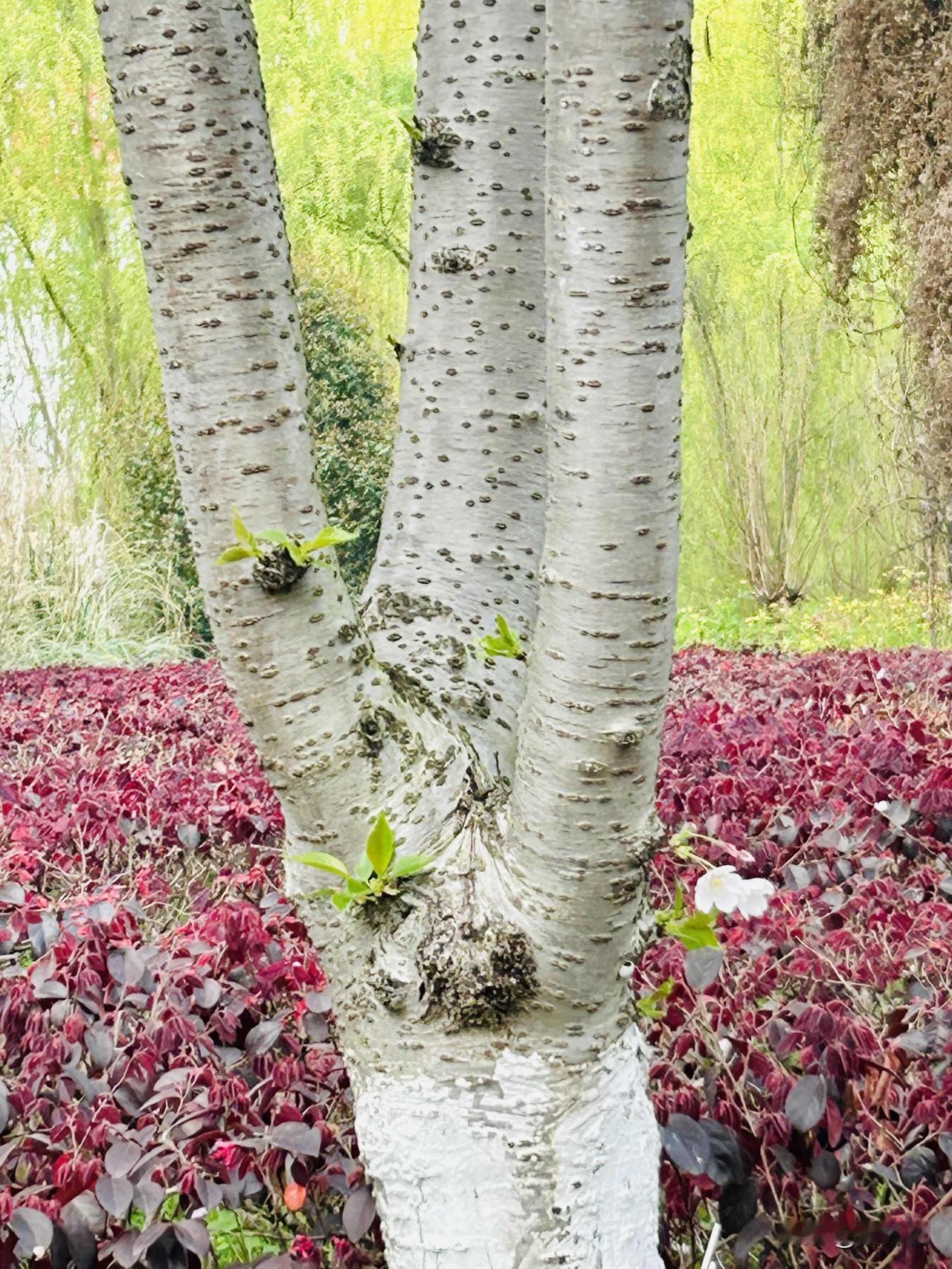 春日树木的生机感（随手拍）。那日去公园漫步，瞧见公园里的树木与花草一片生机勃勃之