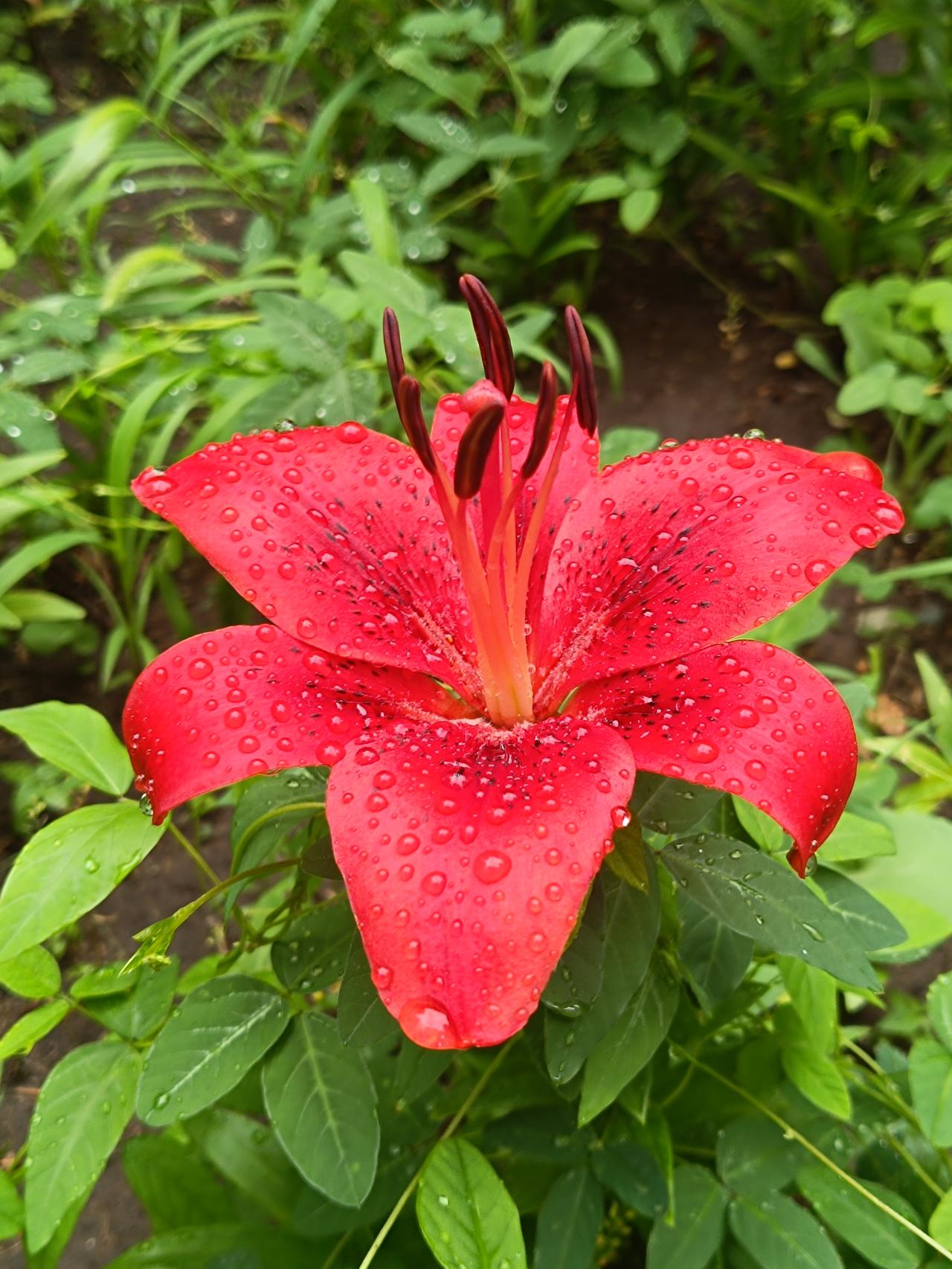 艳红花瓣缀满剔透水珠，斑纹点缀其间，花型舒展大气，明艳动人，这是亚洲百合。
💡