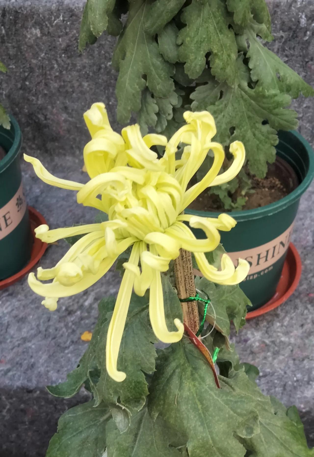 不要花太多时间去处理关系，有了钱，有了本事，一切关系都会很顺畅，
如果不顺畅，那