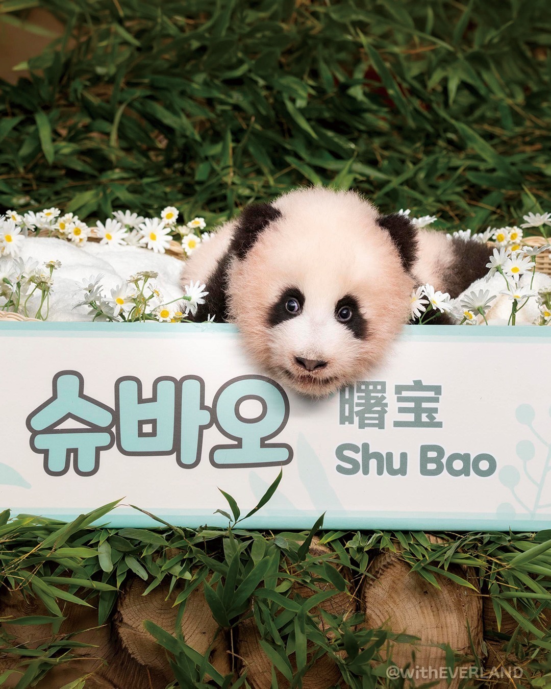 大熊猫曙宝  cr:b.a.o_photo_我们家的四娃已经展现出超级明星的气质