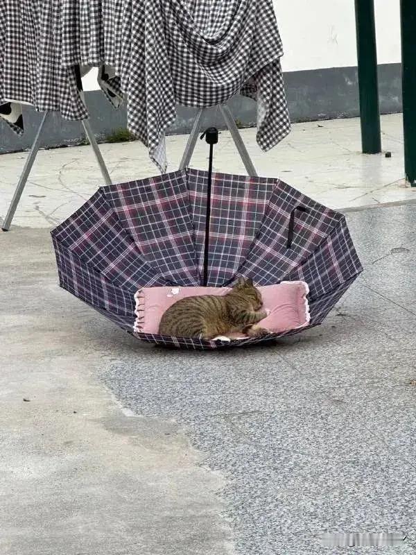 猫猫还挺会找地方！