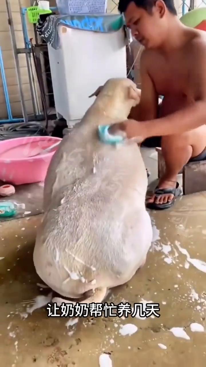 胖成猪了。
老表最近需要出差，于是就把狗狗放乡下让奶奶帮忙养几天。可没想到出差回
