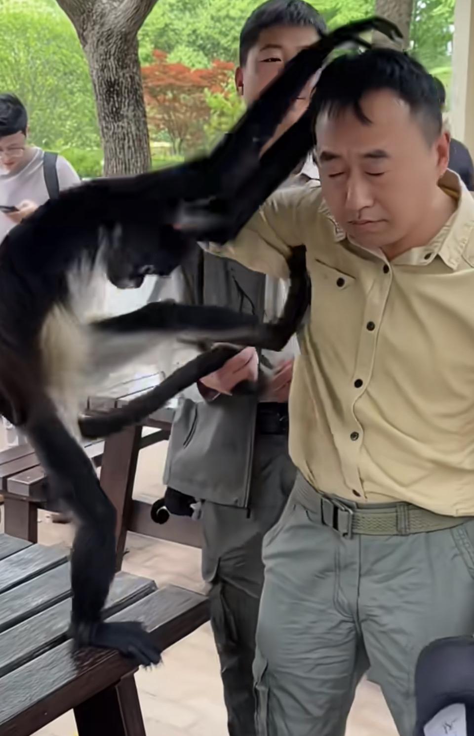 黑猩猩与人类亲密互动，萌趣十足！🐒👨‍👩‍👧‍👦