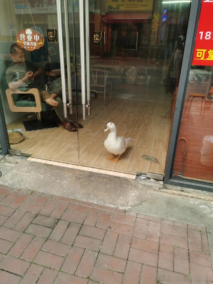 烤鸭店的老板养了只宠物鸭