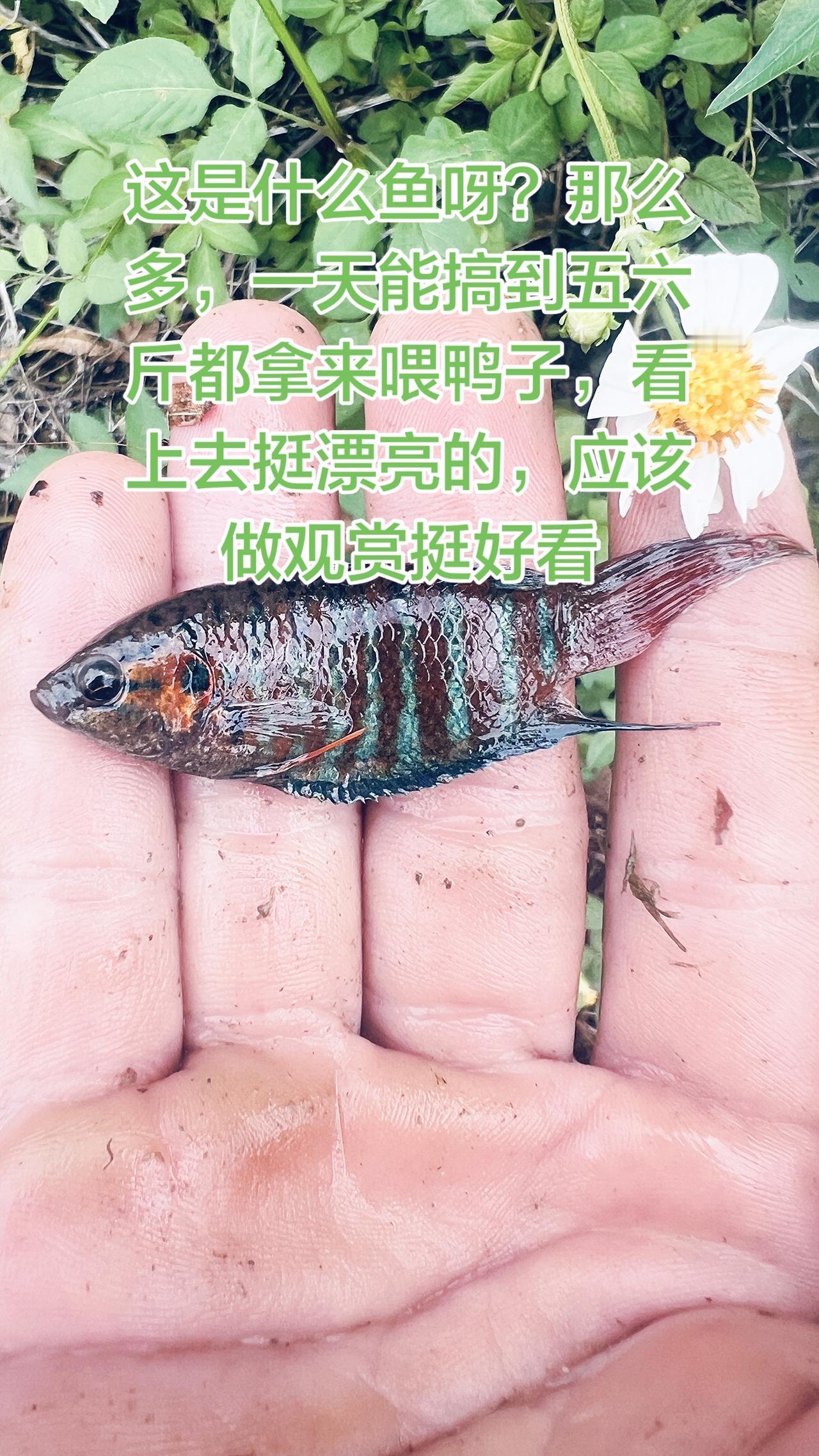 中国野生斗鱼