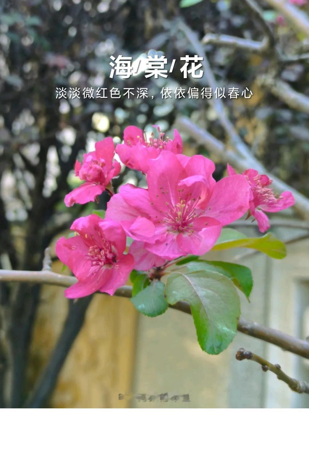 #随手拍的花分享#