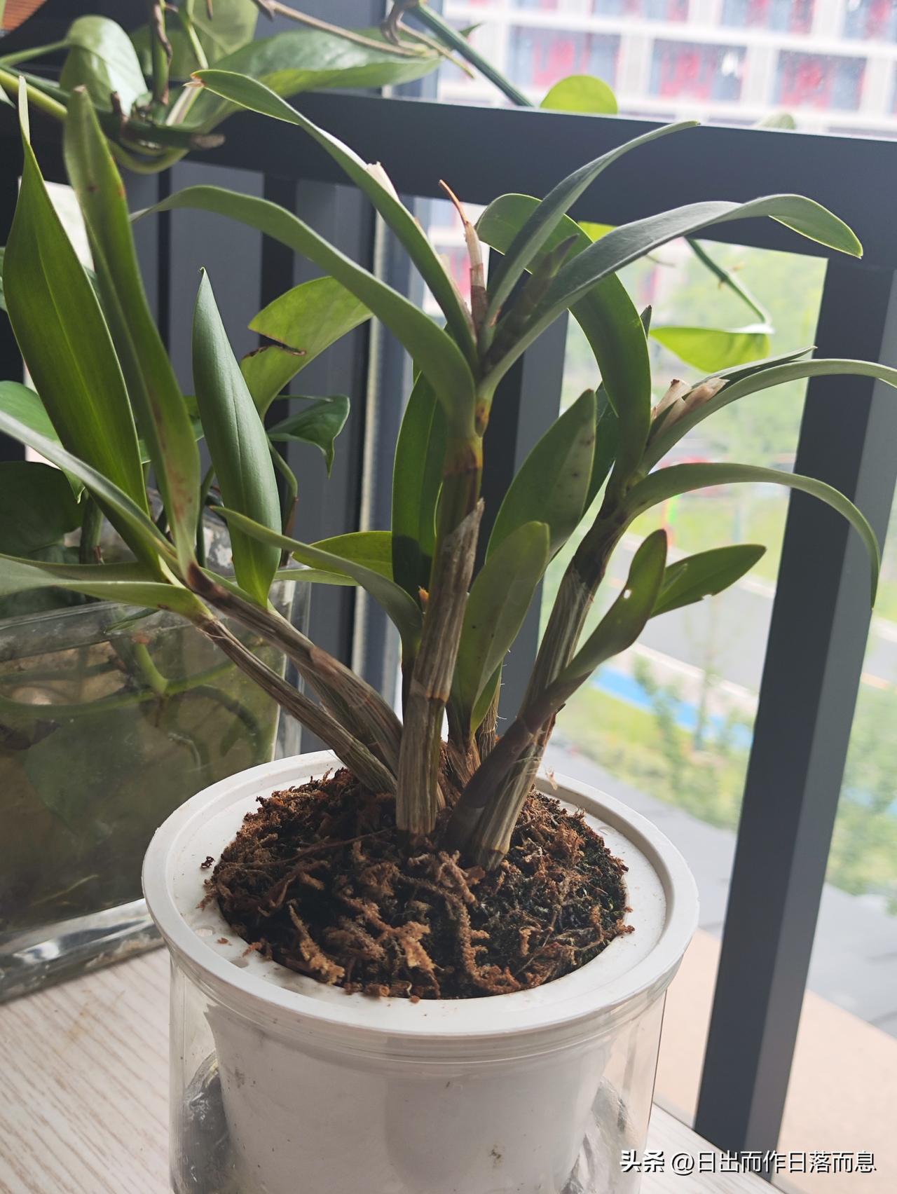 我的一方小植物
长势不错哦
生命如你