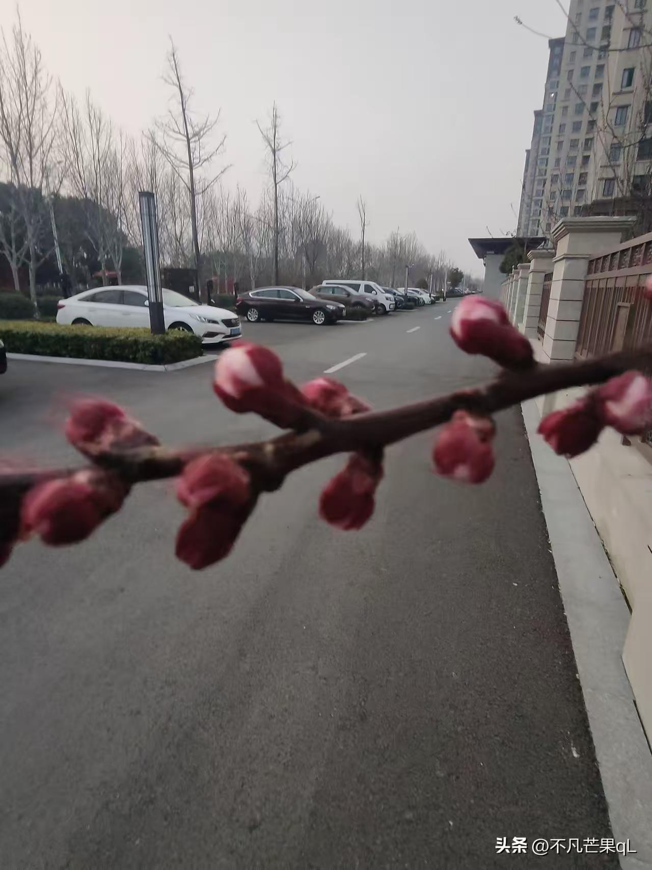 清江引·观红杏出墙
红蕾破春枝斜袅，
探出墙儿俏。
疏影映高楼，
软风催花早，