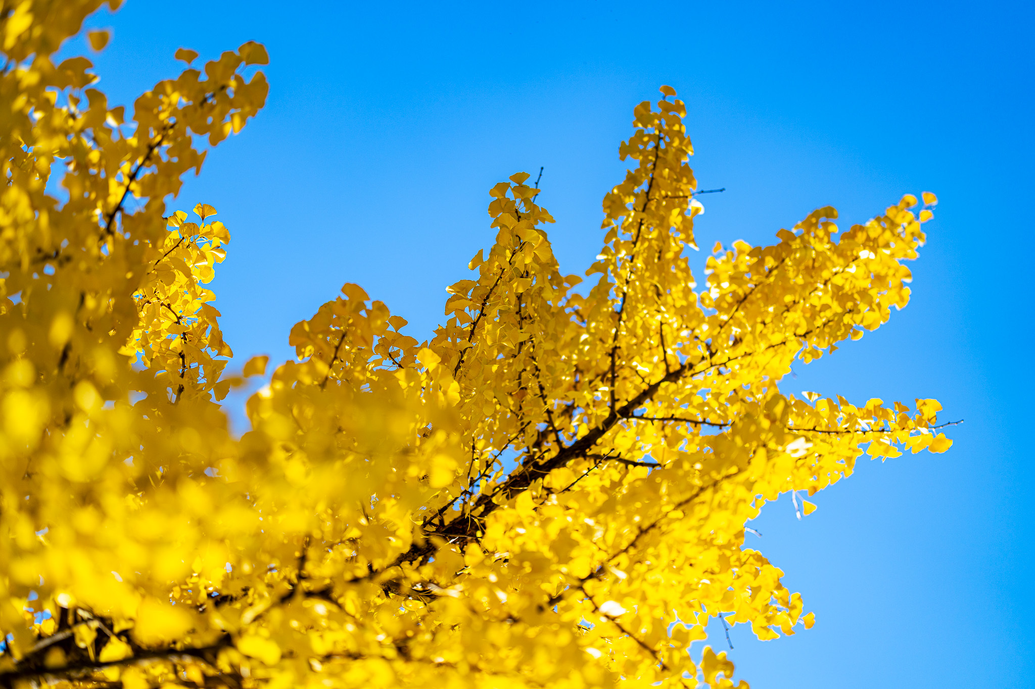 近日，昆明市官渡区的云秀路迎来了一年中最绚烂的时刻。道路两旁的银杏树悄然披上了“