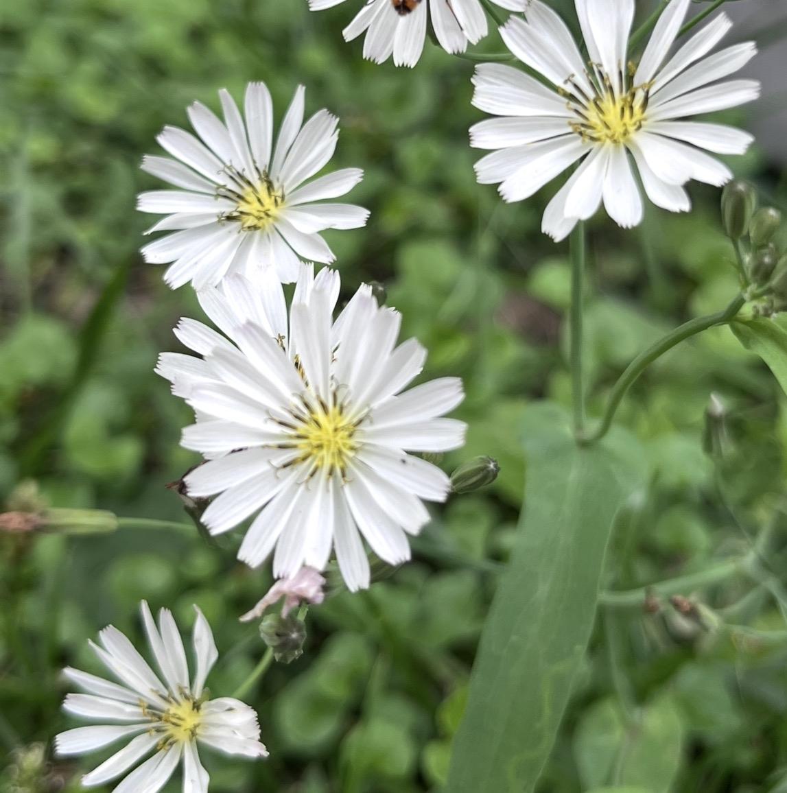 据知情人讲：是小船渗水快要沉了，会游泳的丈夫先跳下去，准备减少重量，丈夫跳下去后