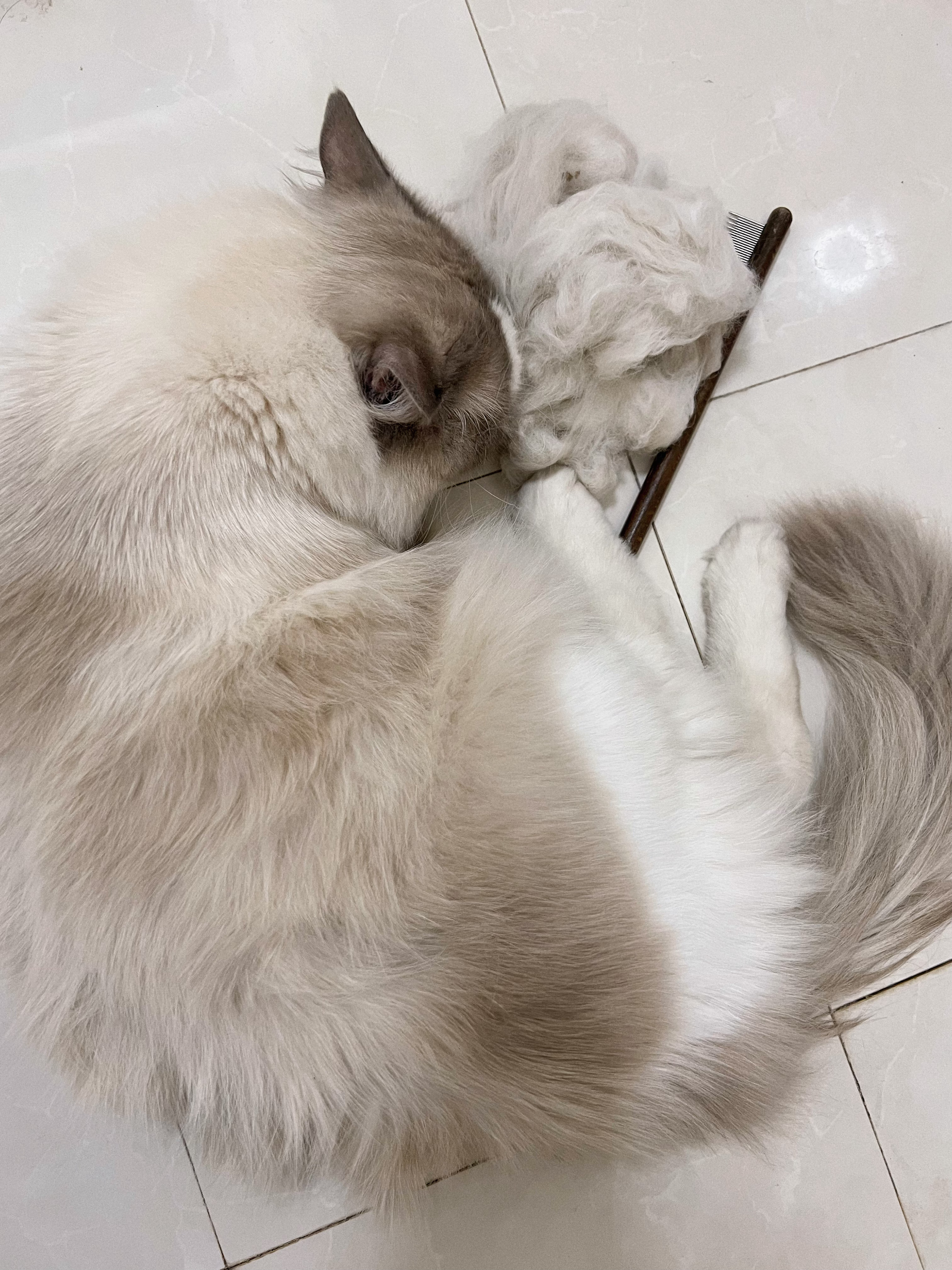 这猫你就养吧，一养一个不吱声[草泥马] ​​​