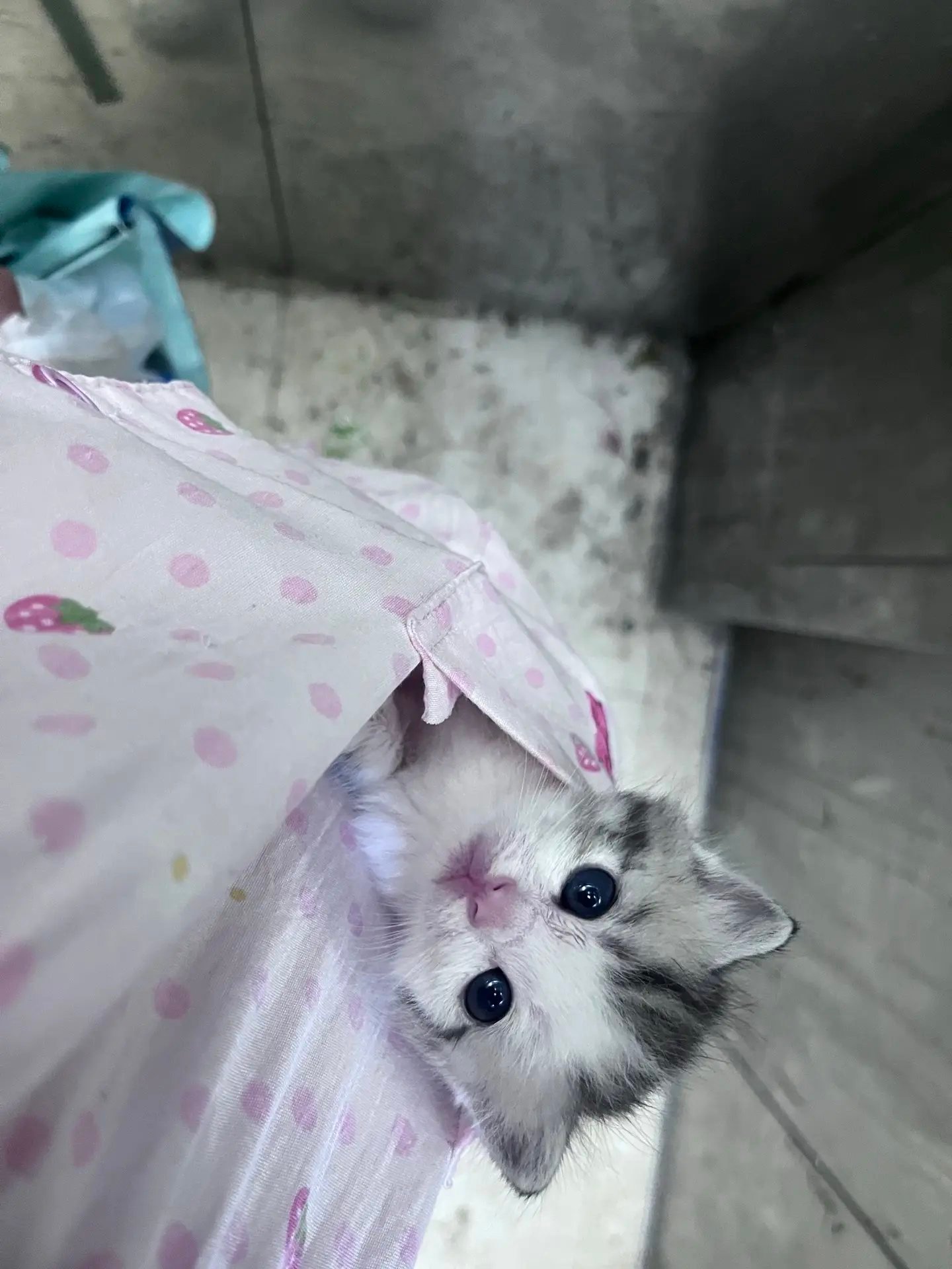 小猫这个萌🐈‍⬛‧₊˚ /ᐠ - ˕ -マ Ⳋ ​​​