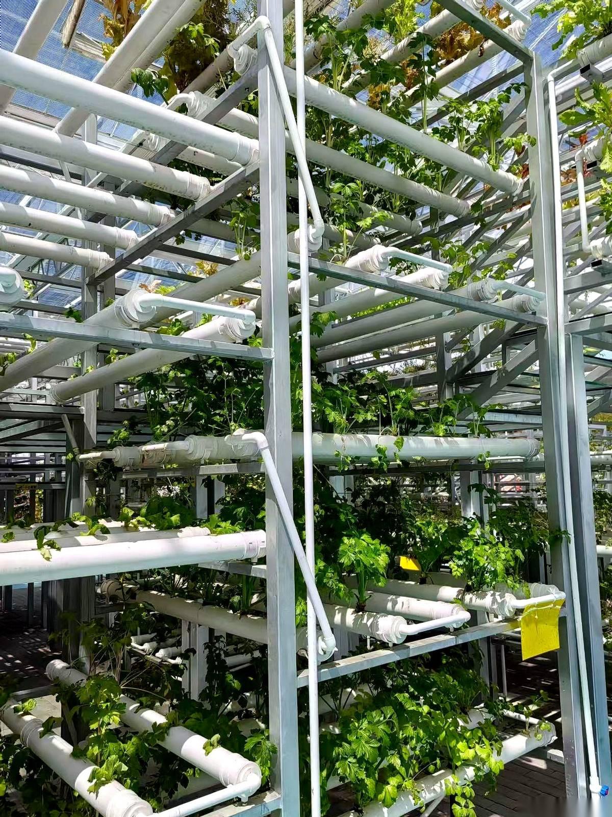 一个大厂程序员，辞职报告一交，转身就扎进了个陌生的局。
一个6位数的智慧农业项目