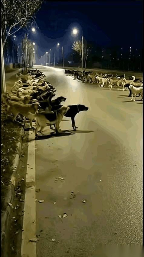 两伙人，隔着一条马路对骂，一个个气得脸红脖子粗，祖宗十八代都问候了一遍。
谁也不