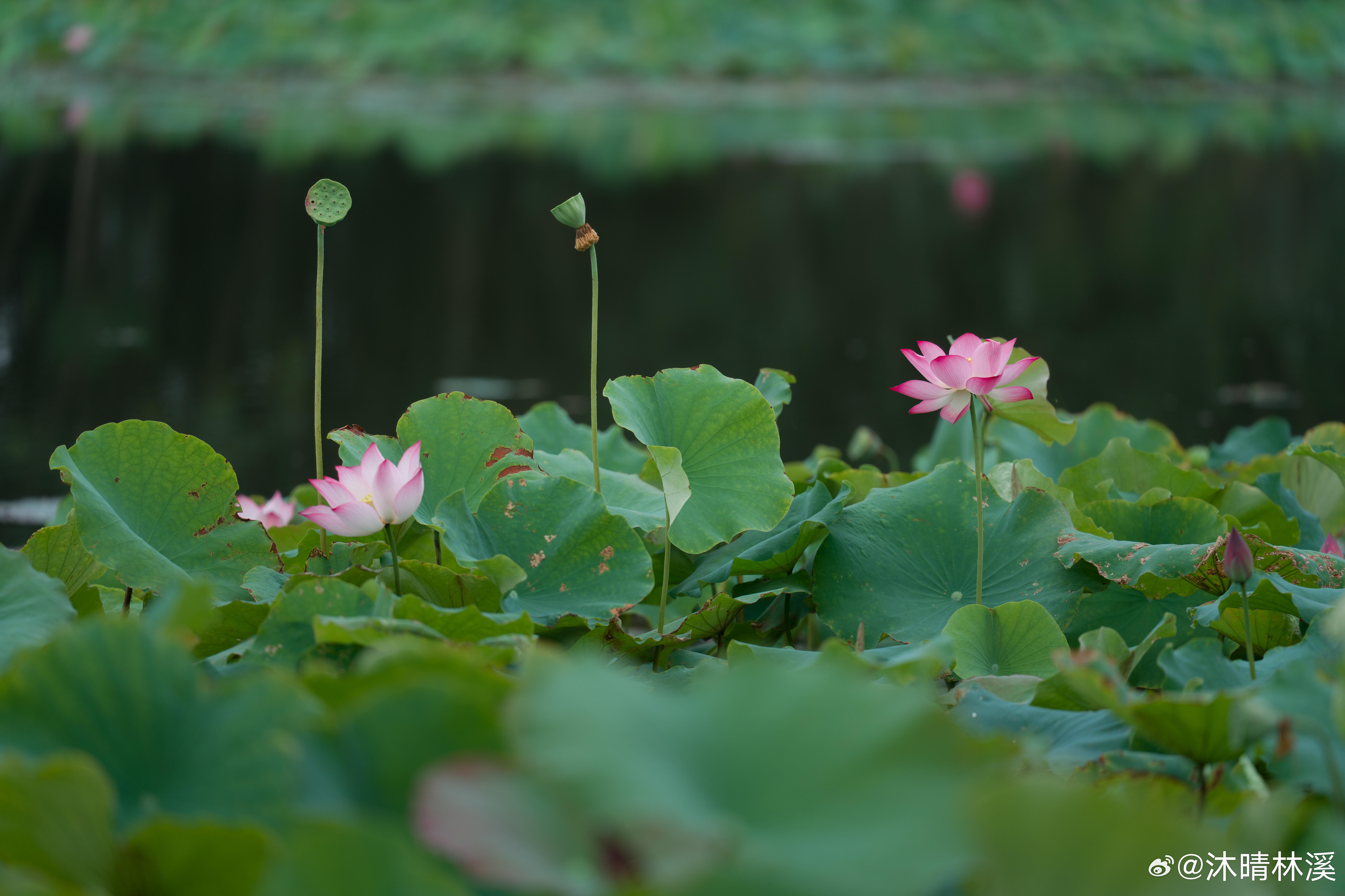 -“我将继续寻找，就算这无尽的星辰令我的寻找希望渺茫，就算我将单枪匹马” - 