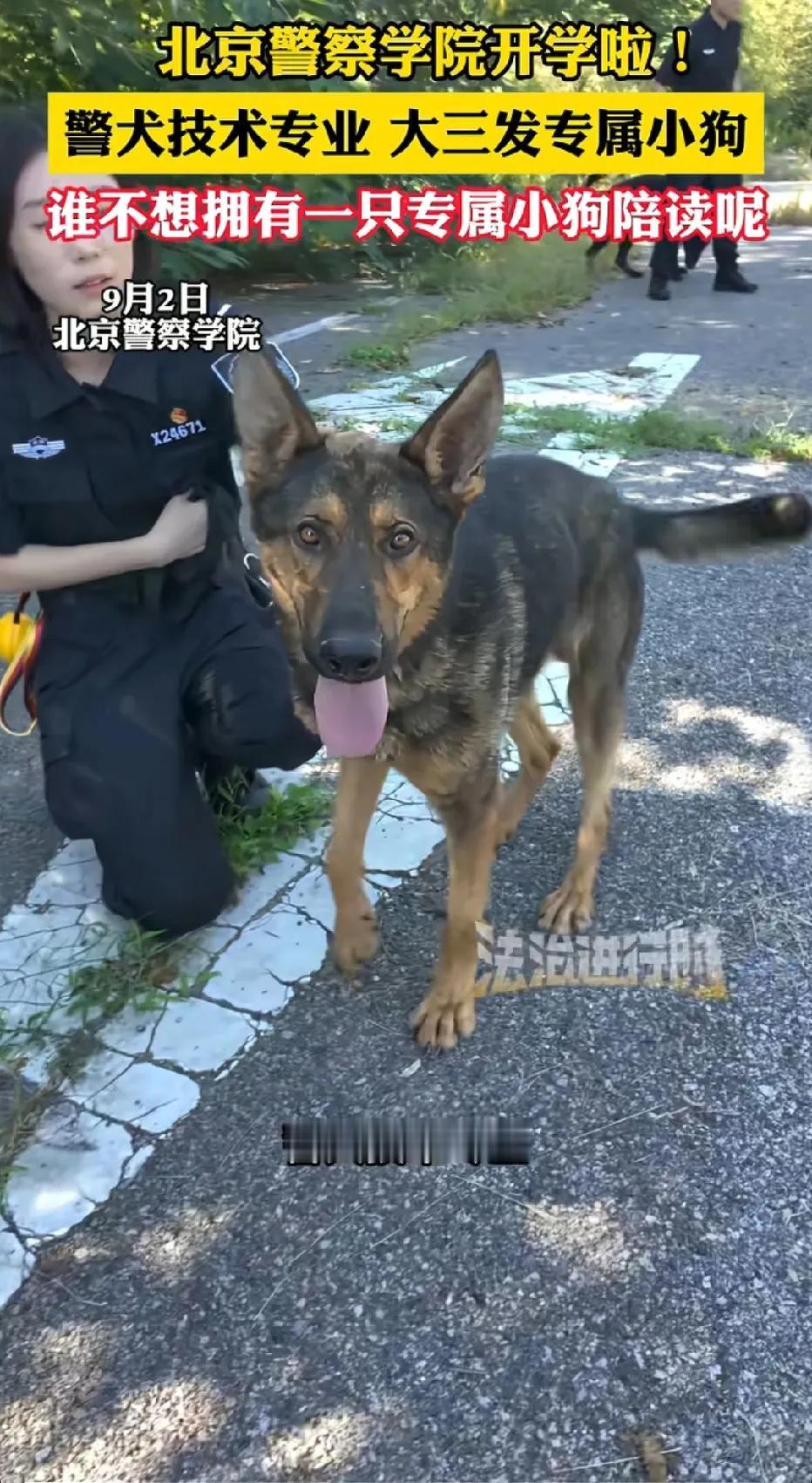 羡慕吧！北京警察学院这个专业“可爱爆了”！警犬技术专业！这个专业的学生，大三时候