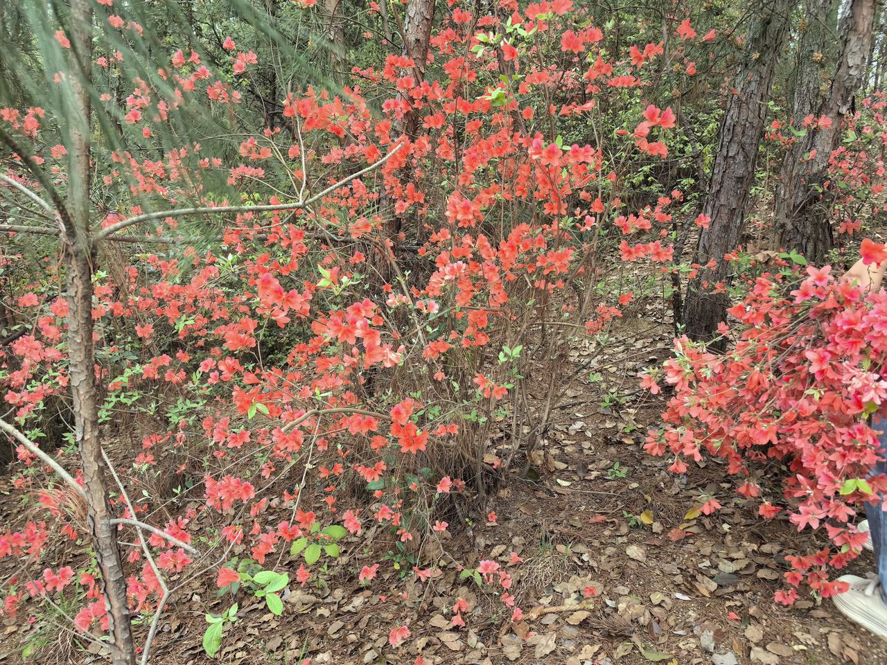 人间四月天，麻城看杜鹃。现不止麻城市，在我们老家这边满山也是杜鹃花，不过没有麻城