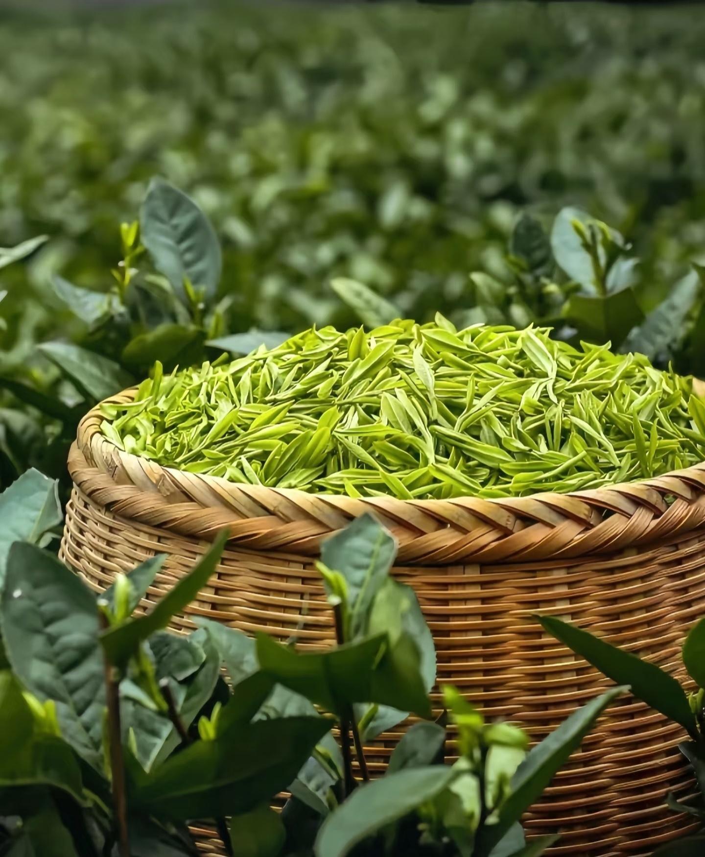 喝茶喝出青草味可能是没炒熟下次当你喝茶时，如果再次遇到这种青草味，不妨回想一下，