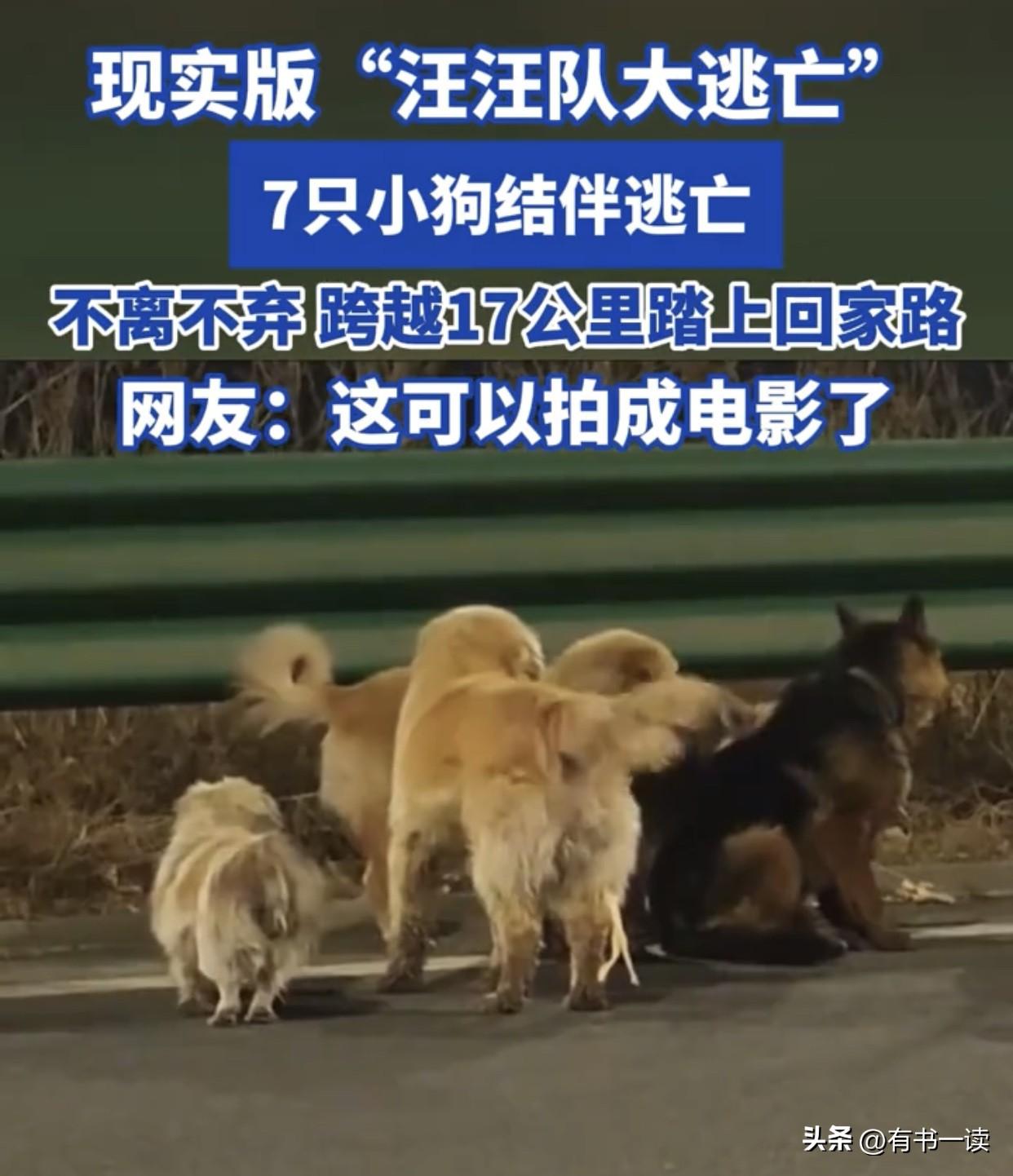 刚刷到长春7只狗狗的事，盯着屏幕看了好久，心里又酸又震撼。

17公里车水马龙，