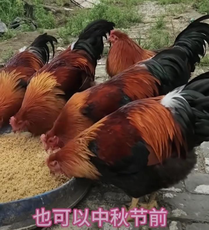 看看广东人养了180天的大煽鸡都这么大了，如果做白切鸡，肯定是一大盘了，两个评委