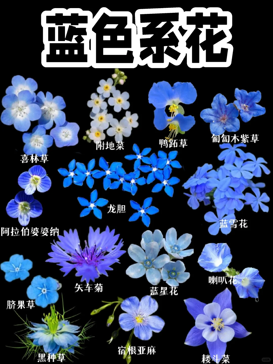 【蓝色的花花】看看你们的养花日常