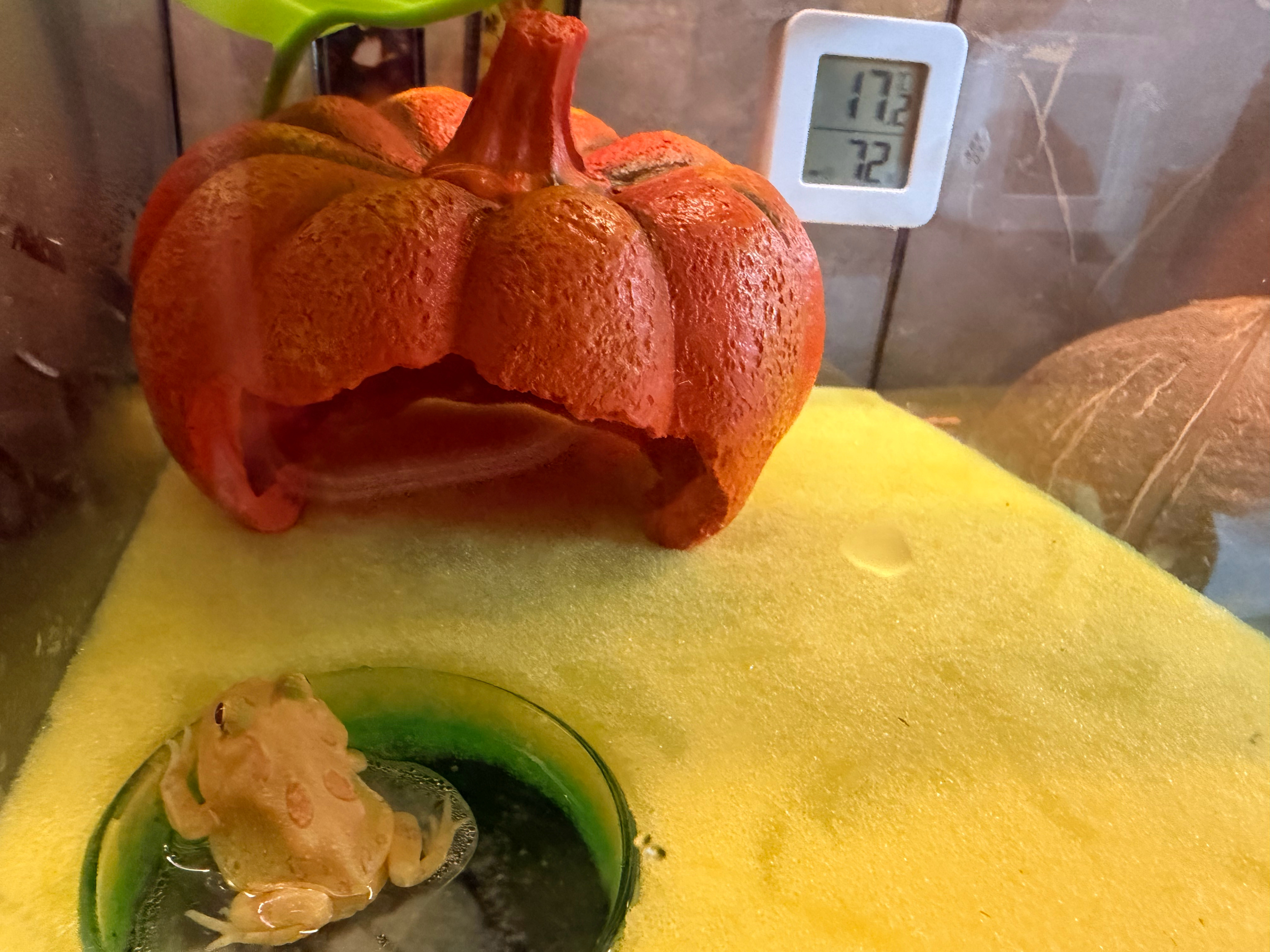 我给我的小角蛙布置的大平层hhh 