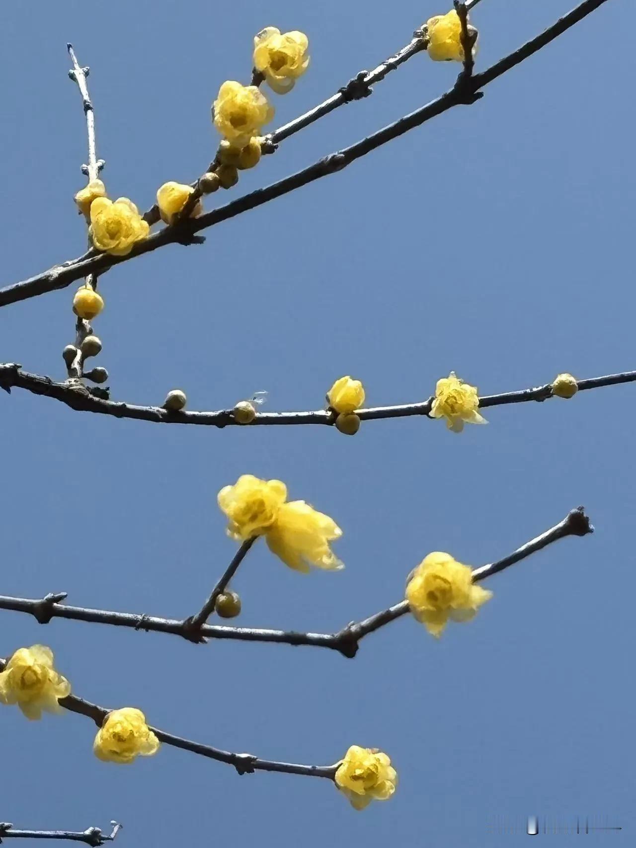 春节假期很快就要结束了，祝愿大家农历新年一定要比过去快乐，比过去健康，比过去幸福