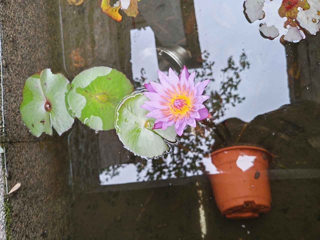 晒一张你拍的花 春日赏花照 手机镜头里的花