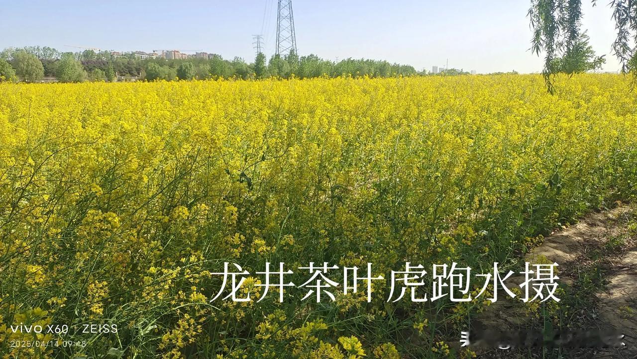 分享一张你拍的油菜花