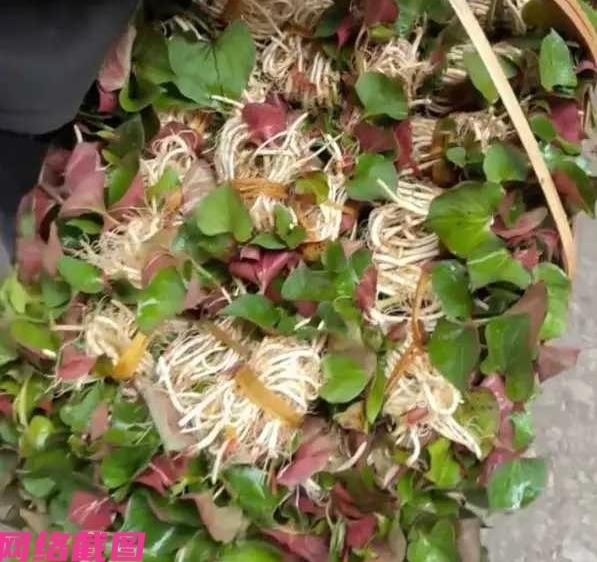 四川有女子看到路边大爷，在路边卖折耳根，且每一捆都被大爷弄得非常干净，女子心里突