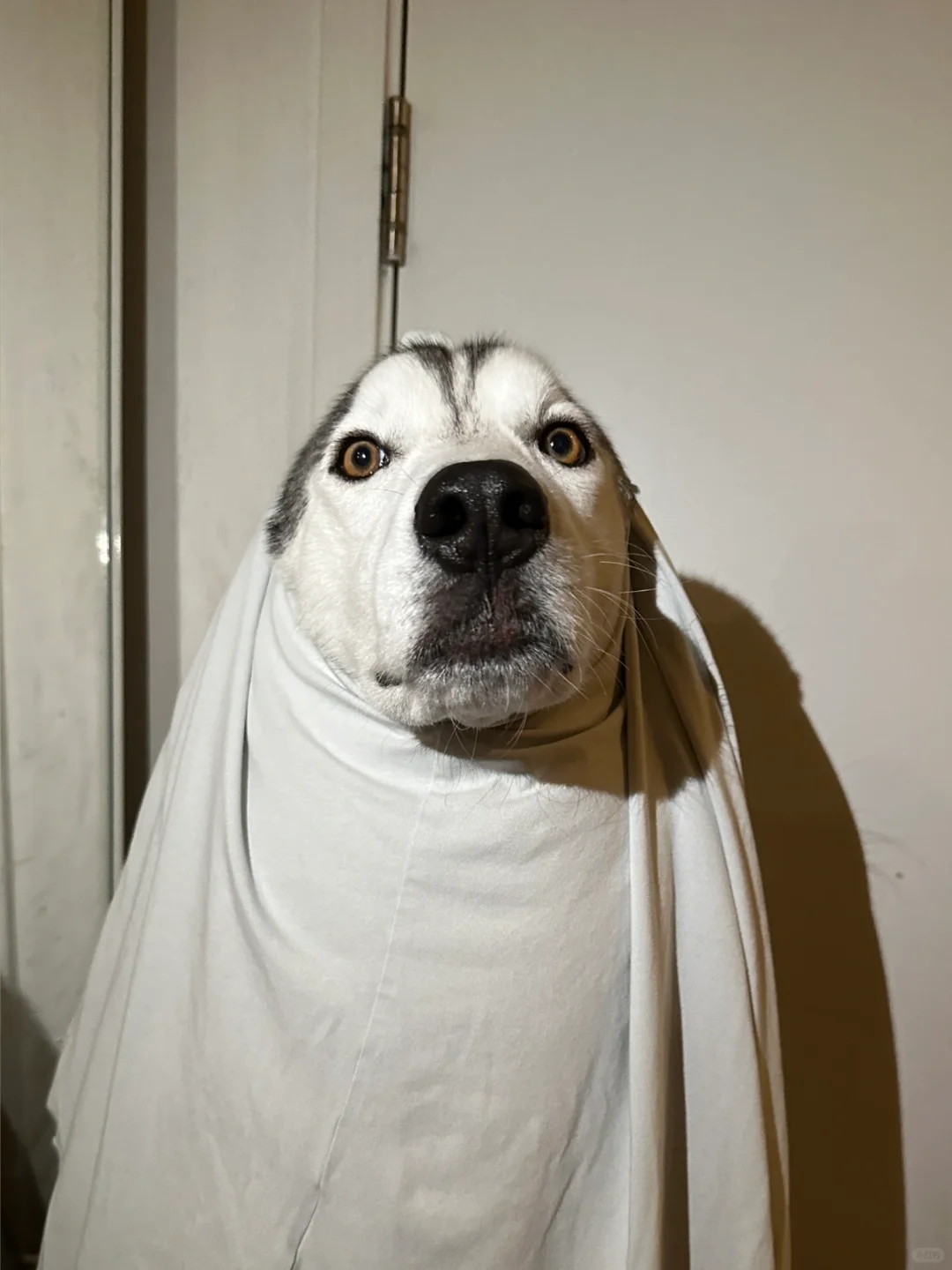 不给糖就捣蛋👻