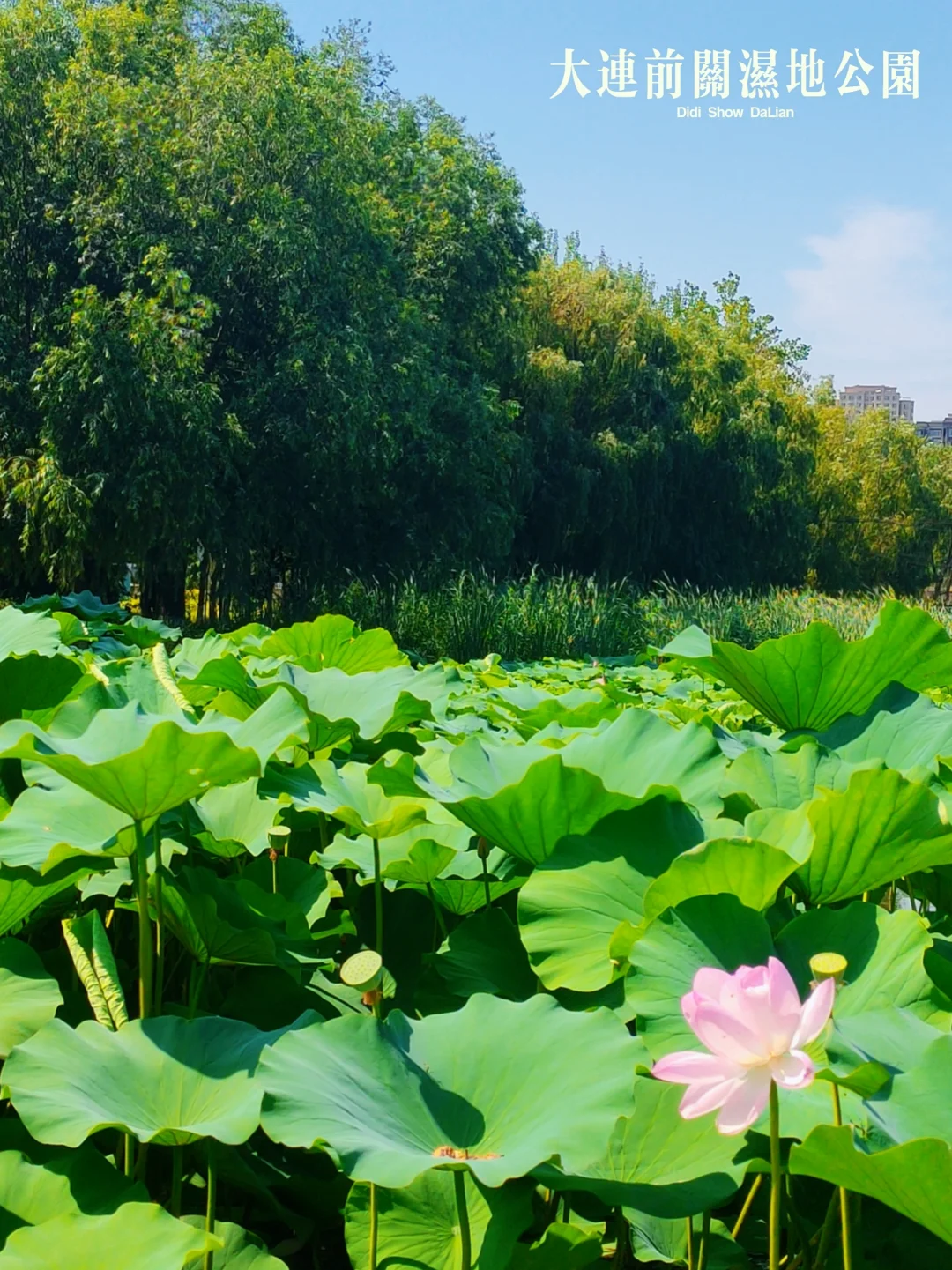 大连前关湿地公园夏天