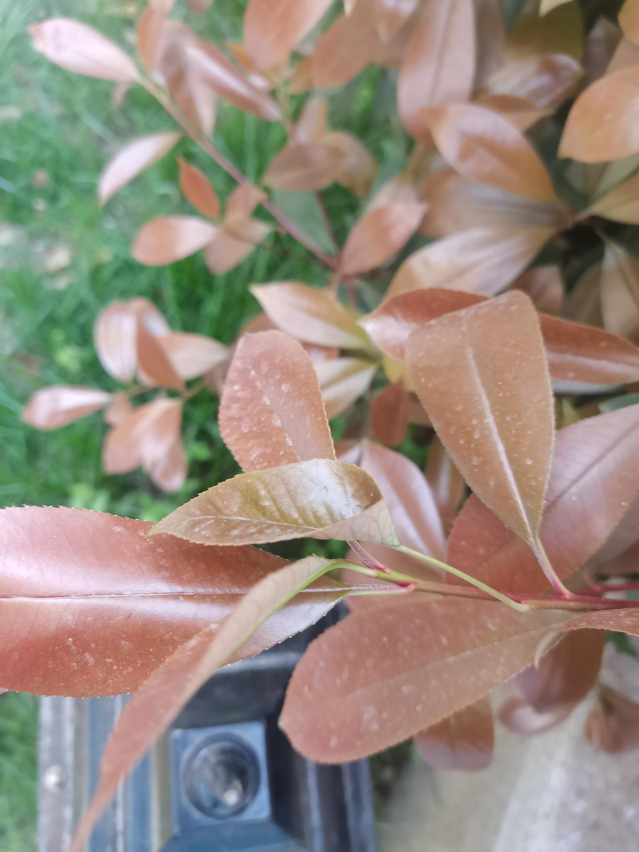 今天偶然发现的，你们见过吗？就如同四叶草一样珍贵[比心]