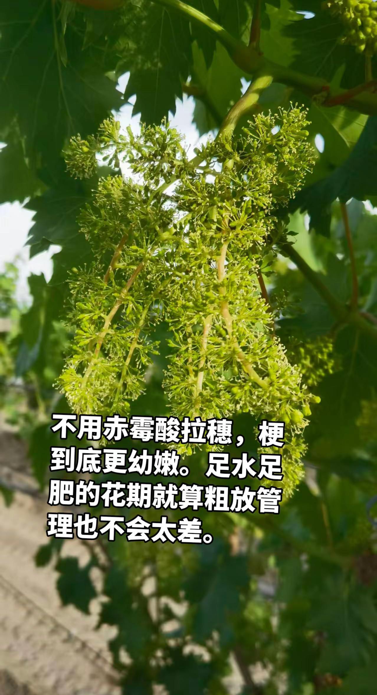 关于座果率