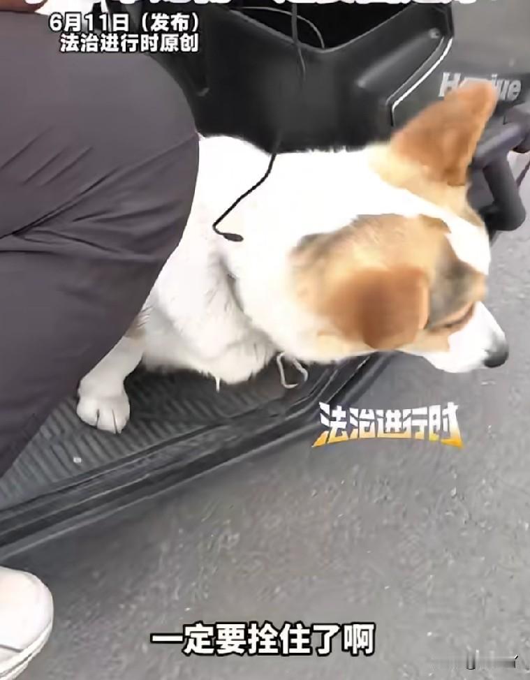 骑电动车带狗，只拴绳不戴嘴罩，交警不处罚吗？

近日，黑龙江省牡丹江市某地交警在
