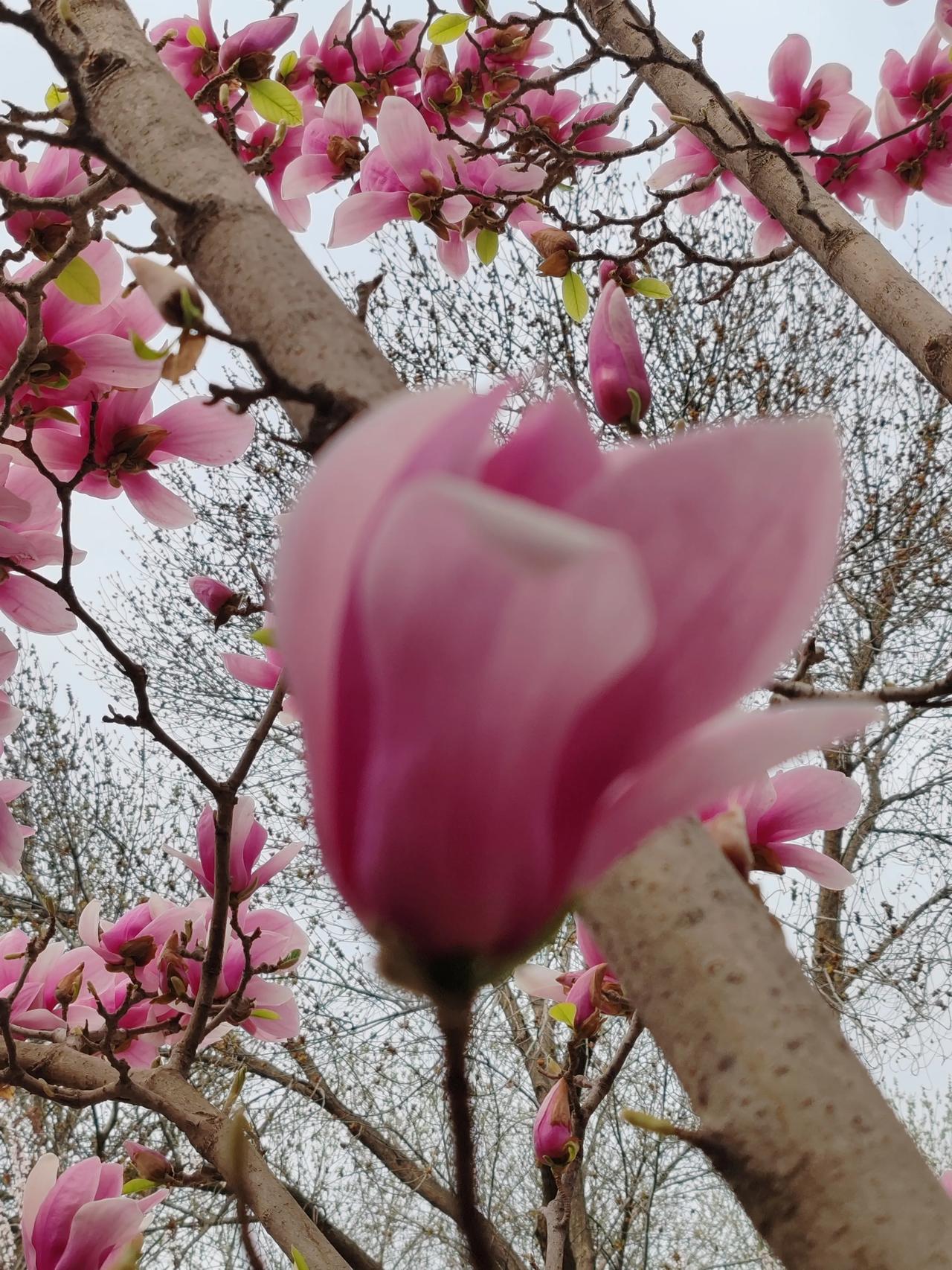 能否分享一张你拍的花卉照片春天随手拍。