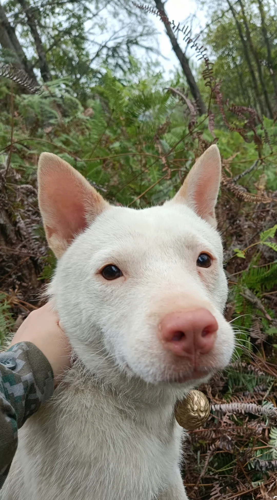 刀我别用小橘皮！😭！（不要赞）