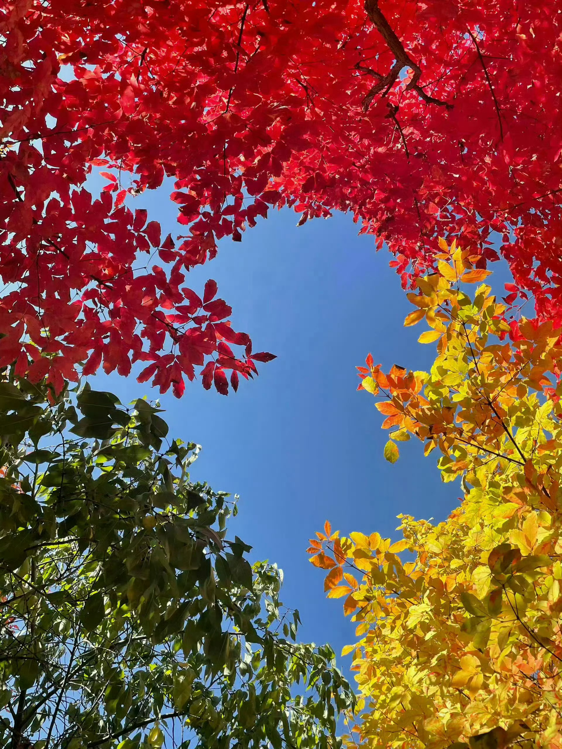少与人纠缠，多看看大自然七彩秋天🍃🍂 ​​​