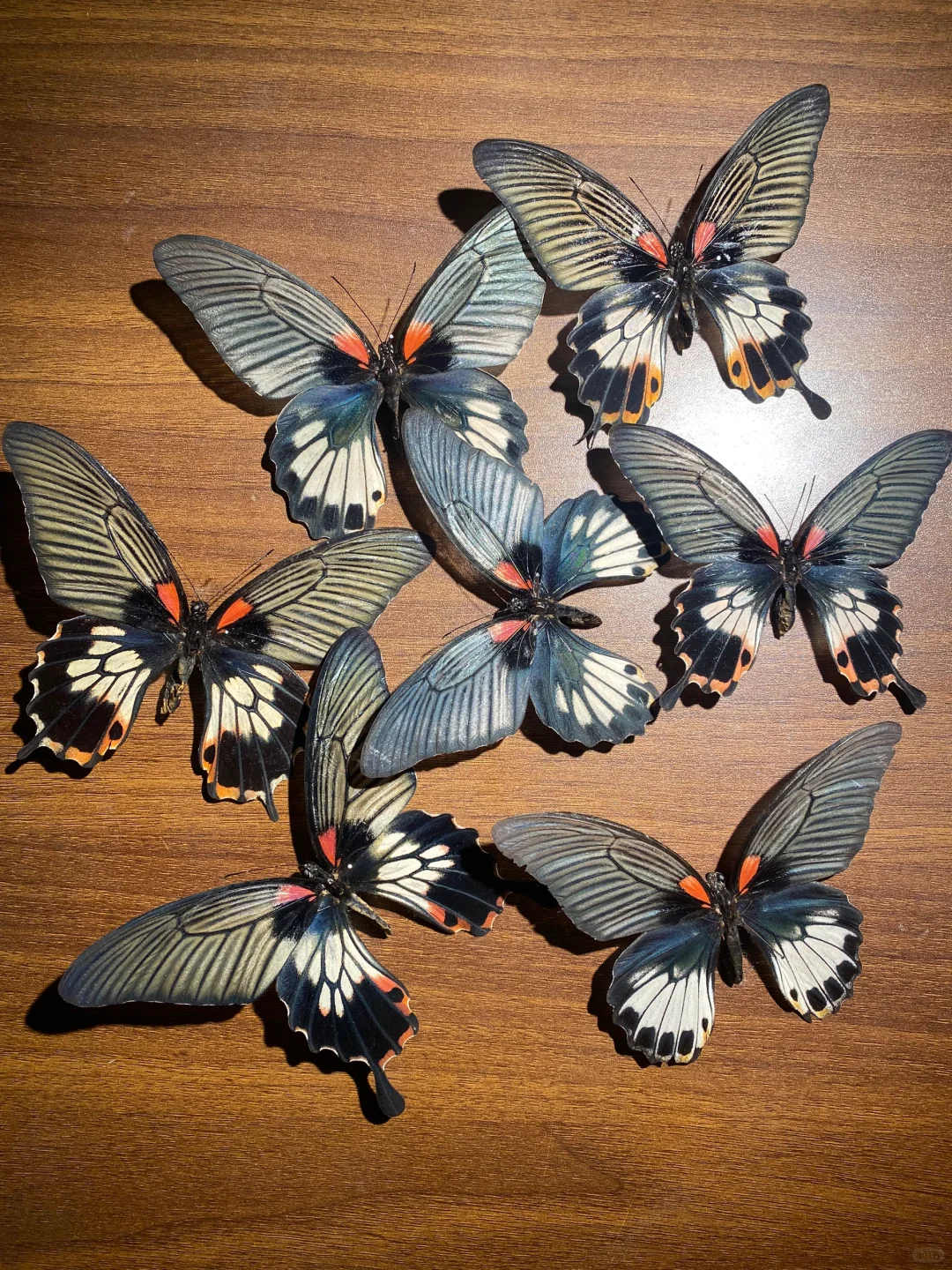 既然你也喜欢蝴蝶标本